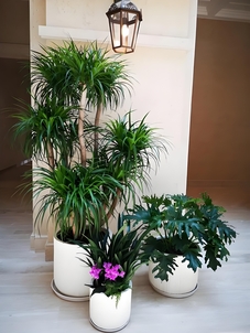 关注镇海绿化修剪设计，见证城市绿色景观的华丽蜕变！