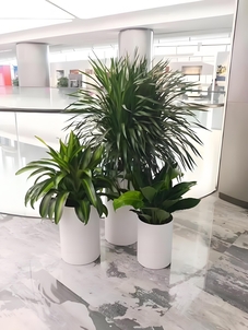 余姚盆景租摆，为空间增添别样生机与艺术气息