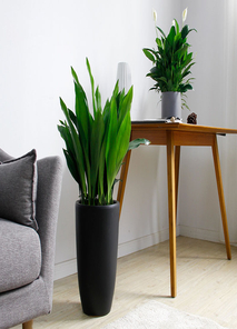 惊！前湾植物出租价超实惠，绿植盛宴等你开启！