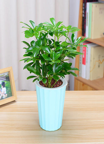 宁波镇海绿植租赁，以实惠价格，焕新你的世界！