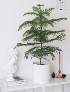 宁波余姚花卉出租方案