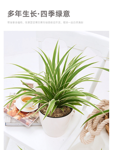 海曙绿植租摆哪家强？专业服务等你来畅享