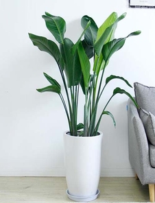 实惠当道，海曙花木租摆为您打造魅力之所