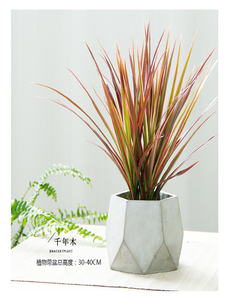 探寻江北花卉出租方案，畅享花卉租赁乐趣