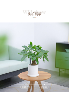 海曙花木出租价格究竟几何？一文为你揭晓亡