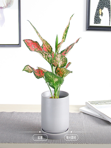 鄞州绿化养护价格实惠