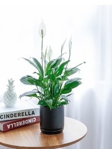 杭州湾花木租摆专业