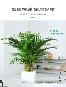 鄞州植物租赁设计