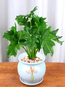 “厉害了！宁波前湾绿化修剪，服务好就是牛！验