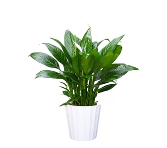 想找宁波奉化好的绿植租摆？这些要点你得知道！