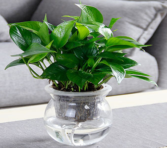 鄞州植物租摆哪家好