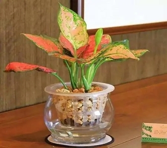 探寻慈溪盆景租摆设计，点亮生活空间