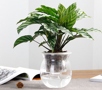 余姚植物出租，优质服务，让你的空间更添绿！