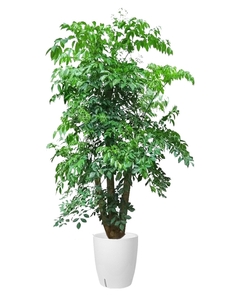 宁波奉化绿植租赁公司，热选的优质之选