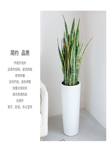 揭秘奉化植物租赁价格，让你心中有数！