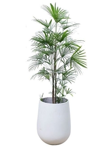 深挖宁波北仑花木租摆价格，真相在此！