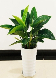 奉化植物租摆哪家强？这家服务超棒令人赞！