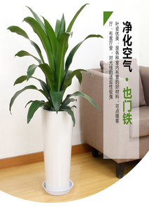 速看！江北绿植出租设计的巧妙之处在哪？